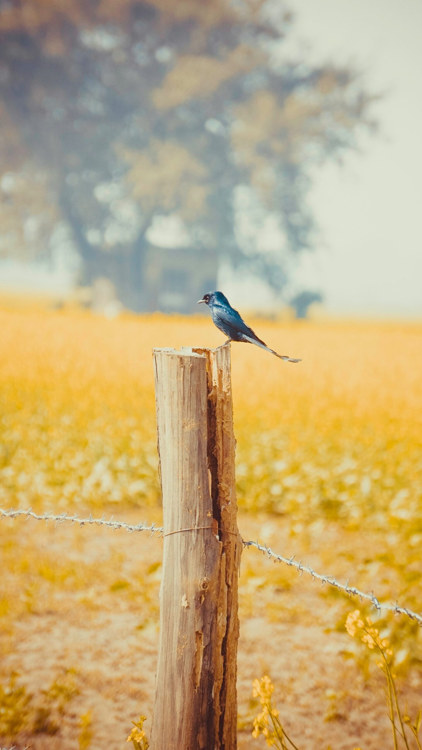 Die Kunst der Vogelfotografie: Ein Blick hinter die Kulissen