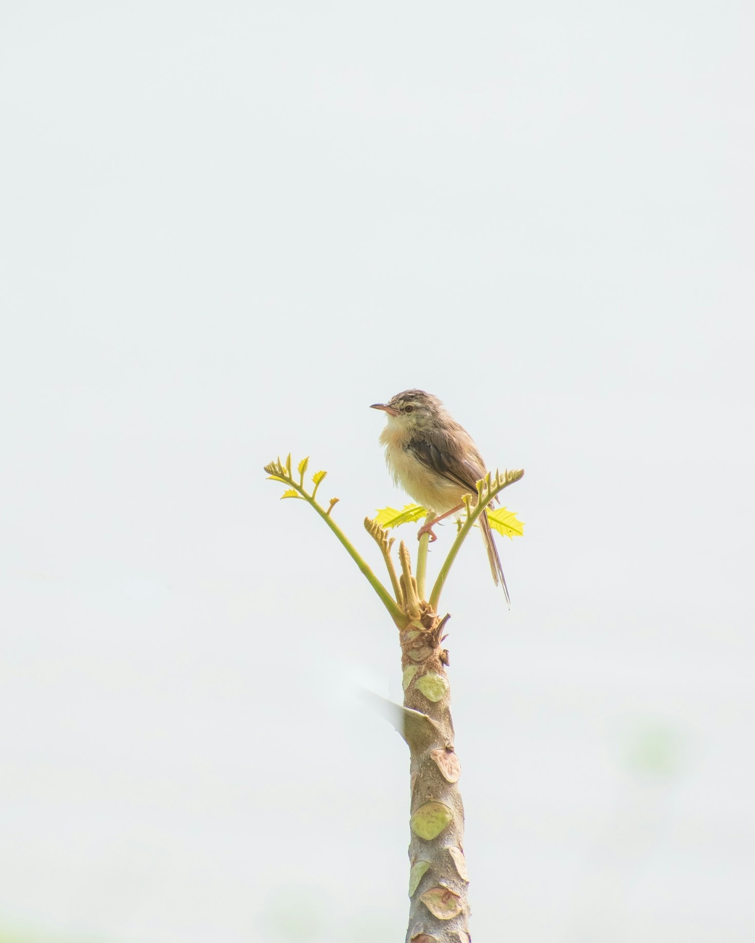 Warum Vogelbeobachtung durch die Kamera begeistert