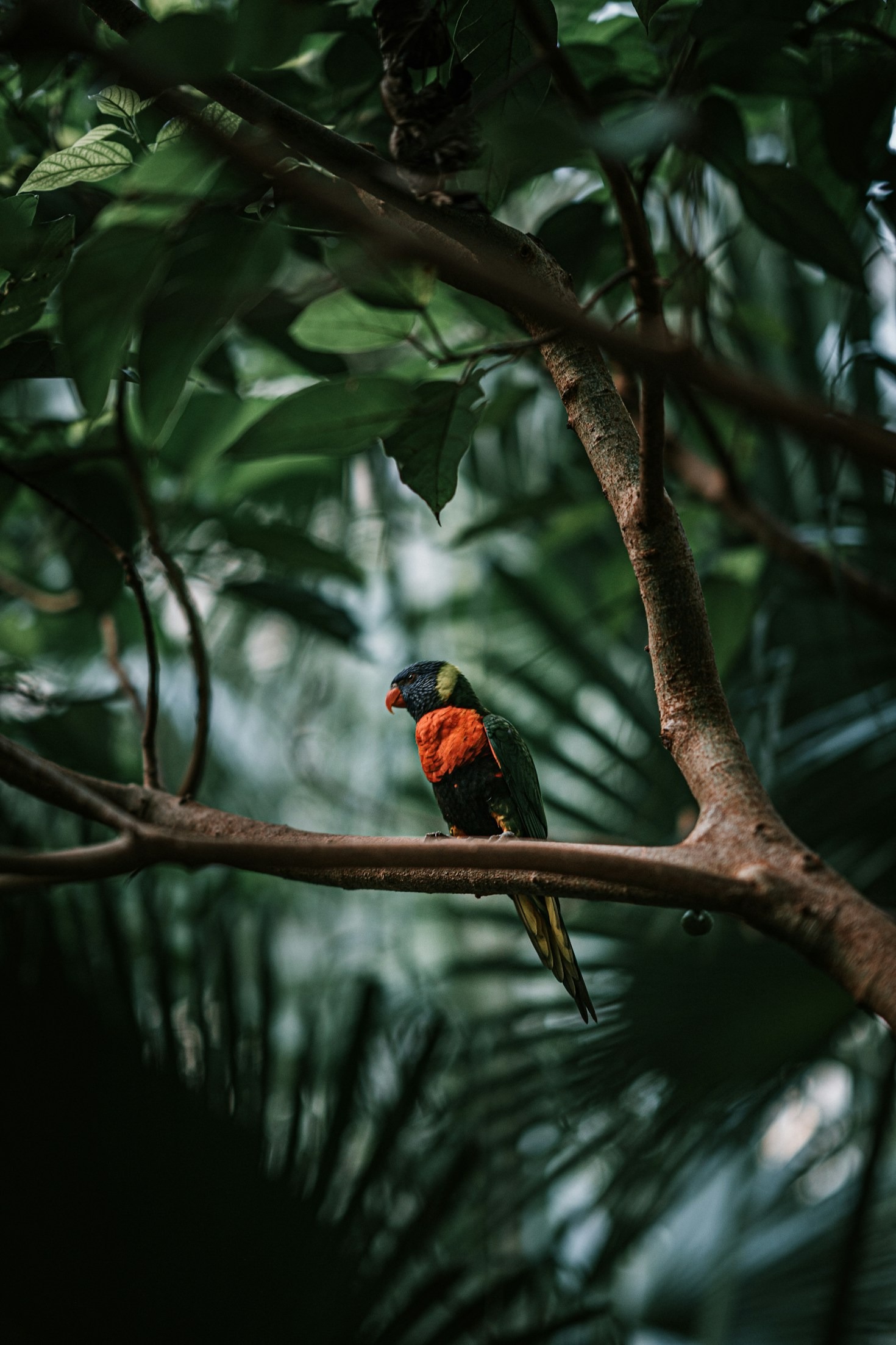 Tipps für perfekte Vogelaufnahmen in freier Natur