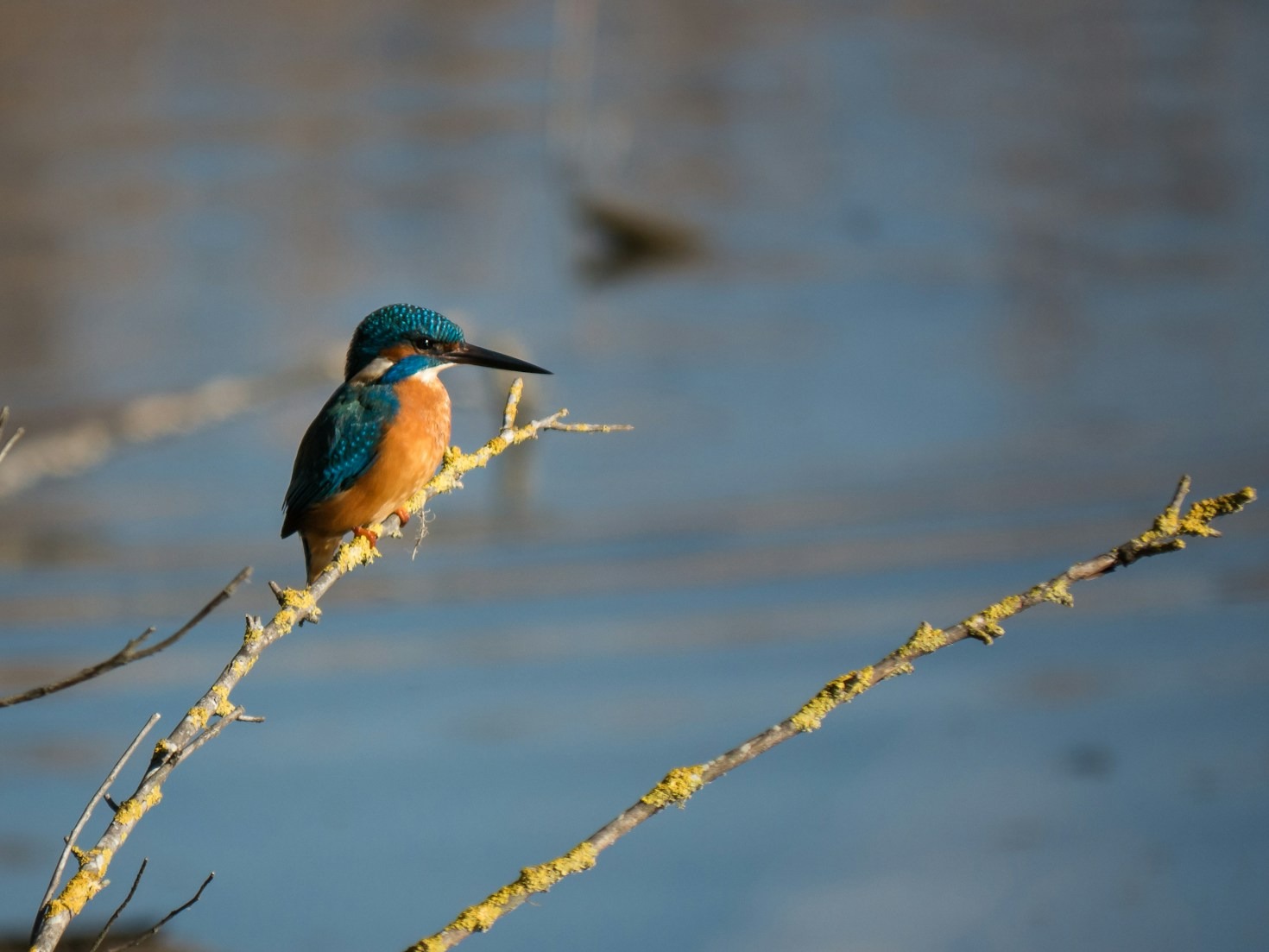 Die Bedeutung der Fotografie für den Naturschutz