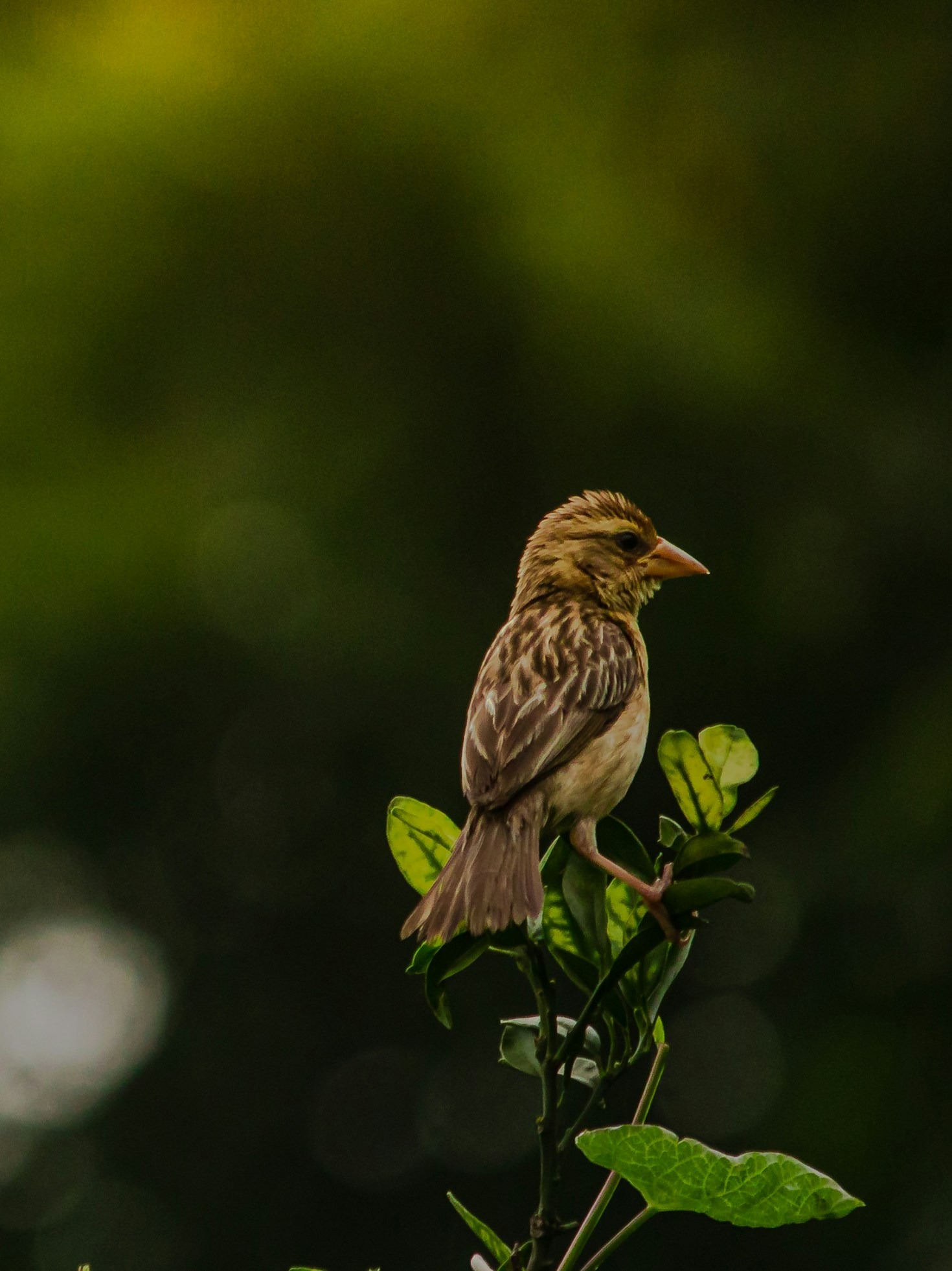 Von der Linse zur Seele: Die Magie der Vogelbilder